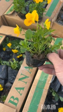 高度10厘米角堇