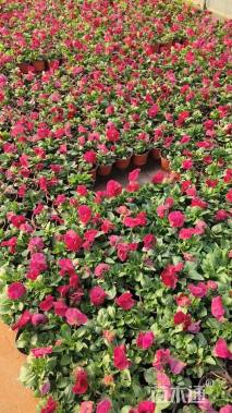 高度5厘米三色堇