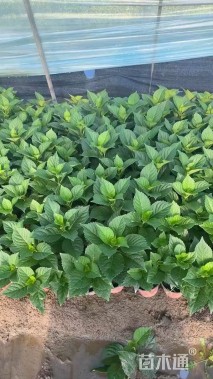 高度20厘米八仙花