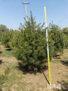 高度200厘米白皮松