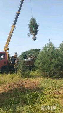 高度300厘米白皮松