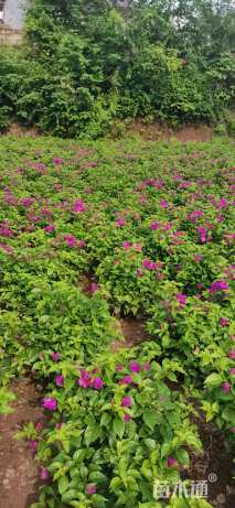 高度70厘米紫花三角梅