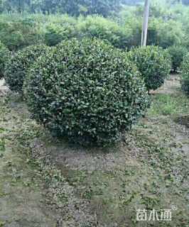 冠幅150厘米茶梅球