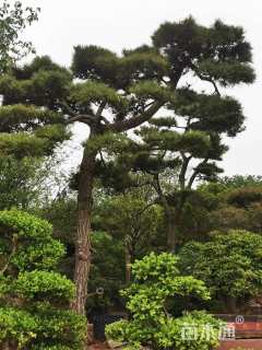 高度450厘米瓜子黄杨