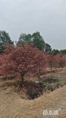 12公分日本红枫