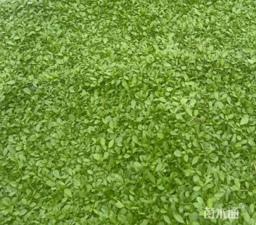 高度15厘米姬岩垂草