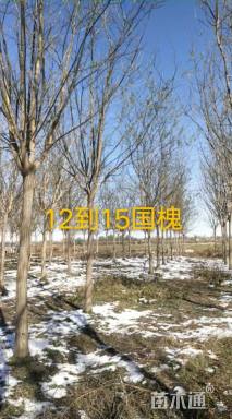 14公分国槐