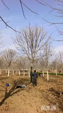 14公分出售国槐14公分