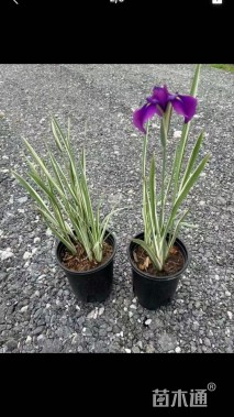 高度40厘米花叶玉蝉花