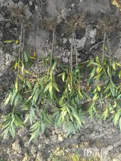 高度40厘米十大功劳