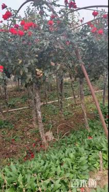 高度200厘米月季