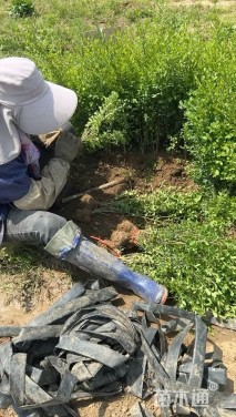 高度80厘米水蜡