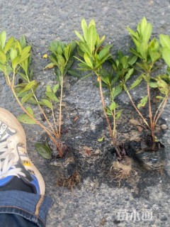 高度30厘米夏鹃