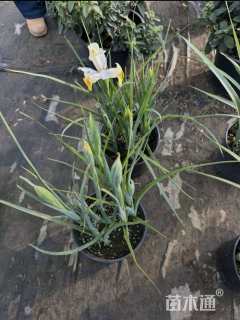 高度20厘米鸢尾