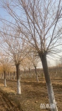 20公分高杆金枝槐