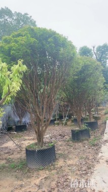 高度400厘米嘉宝果