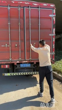 高度20厘米蜀葵