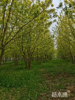 6公分丛生复叶槭