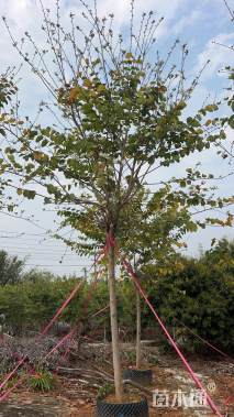 高度600厘米宫粉紫荆