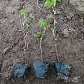 20厘米五叶地锦