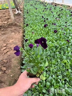 高度15厘米三色堇