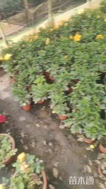 高度25厘米木槿