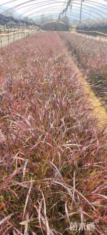 高度30厘米狼尾草