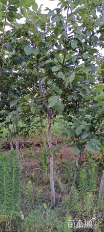 高度200厘米核桃