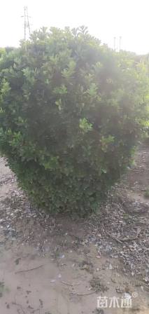 冠幅140厘米大叶黄杨球