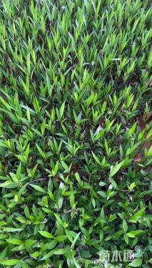 高度30厘米翠芦莉