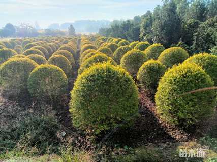 冠幅100厘米金冠小叶女贞球