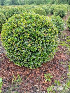 冠幅80厘米春鹃球