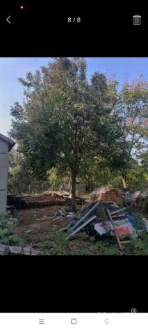 18公分大叶女贞