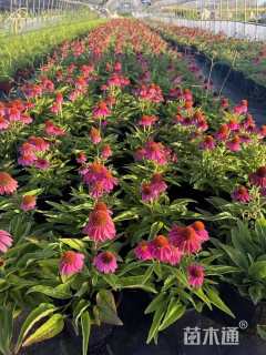 高度20厘米松果菊