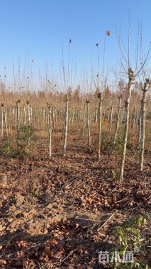 10公分速生法桐