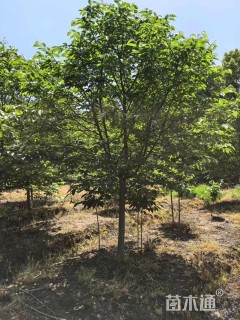 10公分中国红樱花