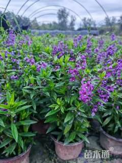 高度30厘米香彩雀