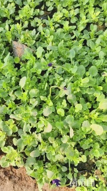 高度20厘米角堇