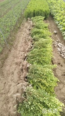 高度35厘米瓜子黄杨