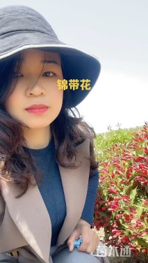 高度100厘米红王子锦带球