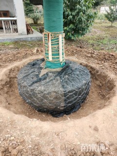 20公分金丝楠木