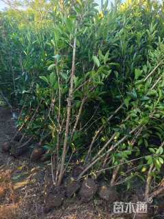 高度1.8厘米法国冬青