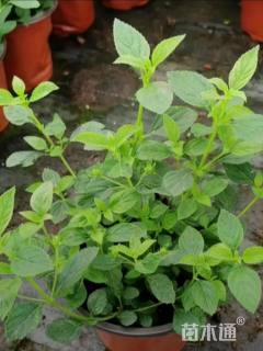 高度20厘米马缨丹