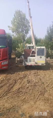 15公分速生白蜡