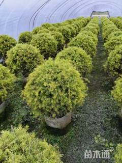 冠幅150厘米千层金球