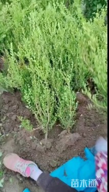 高度50厘米朝鲜黄杨