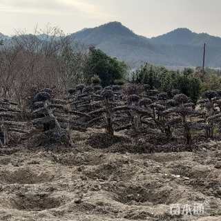 高度120厘米红花继木