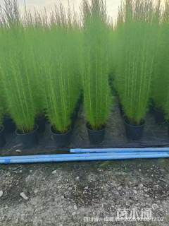 高度50厘米假蒿