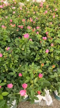 高度30厘米大花月季