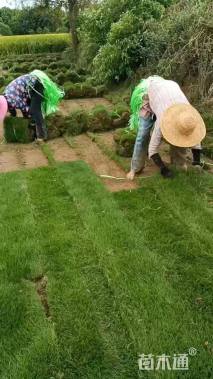 草毯状马尼拉草